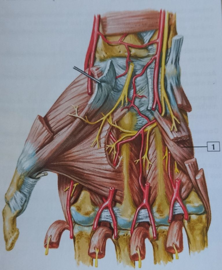 M Sculo Oponente Del Dedo Me Ique Blog De Fisioterapia