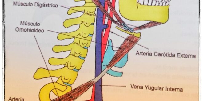 relaciones de la vena yugular interna